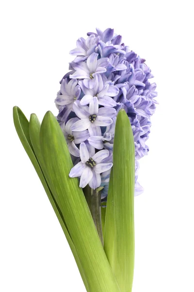 Светло-фиолетовый гиацинтовый цветок на белом фоне — стоковое фото