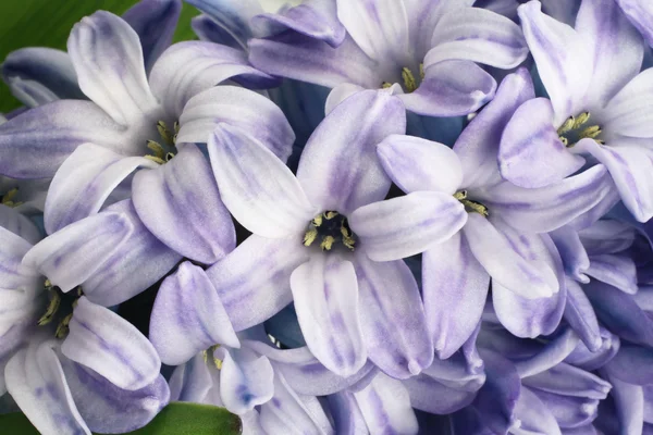 Světle fialový květ hyacintu. Closeup — Stock fotografie