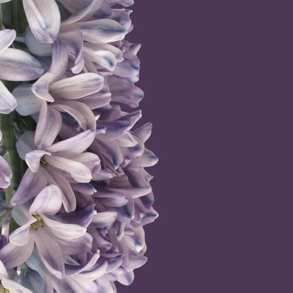 Ніжно фіолетова квітка гіацинта ізольована на фіолетовому фоні — стокове фото
