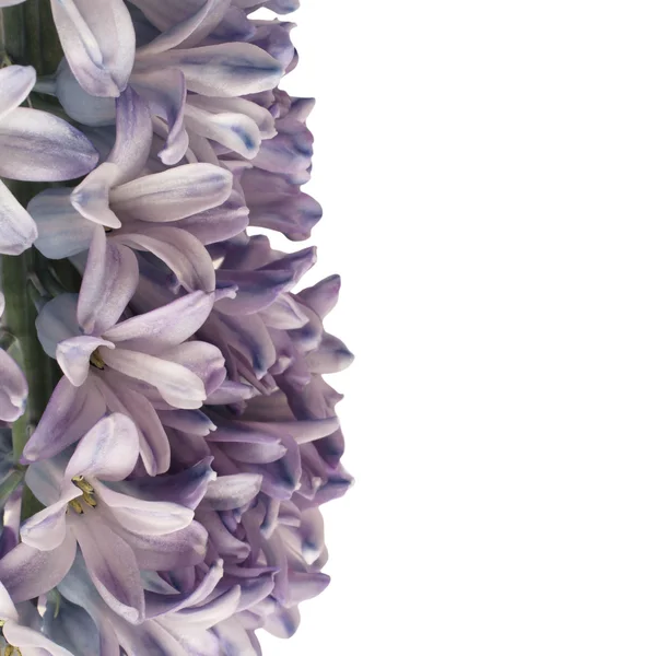 Ніжно фіолетова квітка гіацинта ізольована на білому тлі — стокове фото