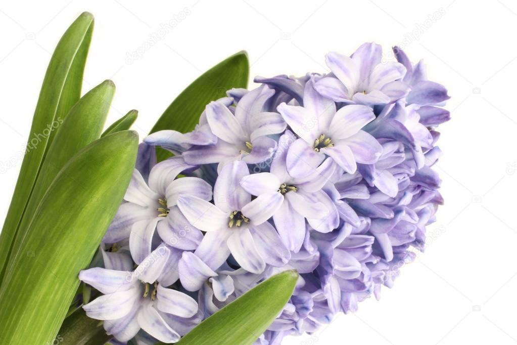 Nếu bạn yêu màu tím như chúng tôi thì hãy xem những hình ảnh về hoa hyacinth màu tím. Với sắc tím nhạt đặc trưng, những bông hoa này giàu ý nghĩa và mang đến một vẻ đẹp kiêu sa và thư thái cho không gian.