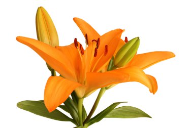 Orange day lily flower isolated on white background clipart
