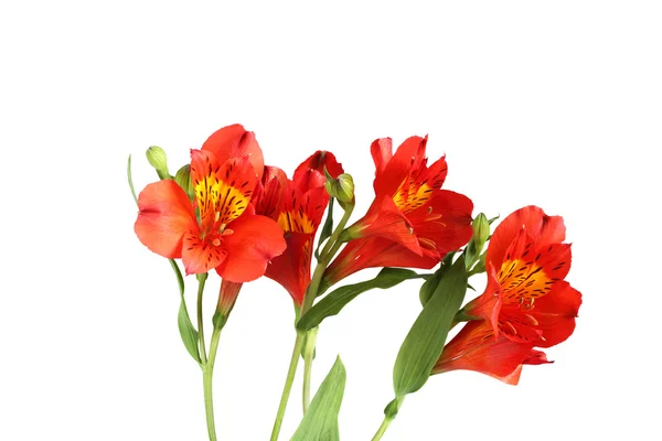 Fiori di alstroemeria rossa su sfondo bianco — Foto Stock