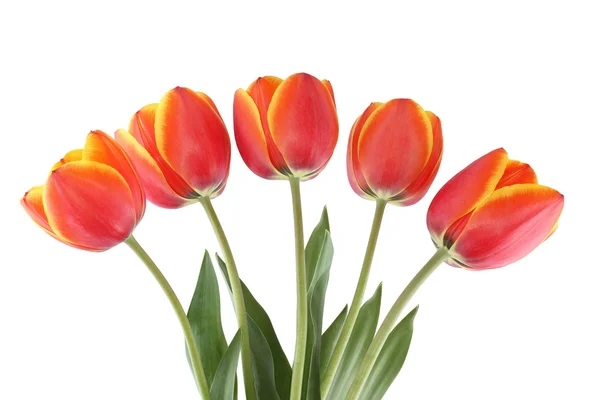 Red tulips with yellow edges of petals isolated on white background. — Stock Photo, Image