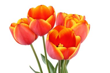 Beyaz arka plan üzerinde izole yaprakları sarı kenarları kırmızı lale