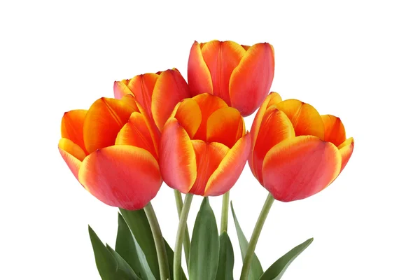 Red tulips with yellow edges of petals isolated on white background — Stock Photo, Image