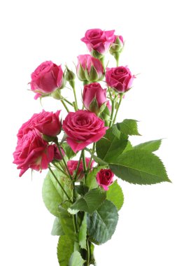 Beyaz arka planda izole edilmiş küçük pembe güller buketi