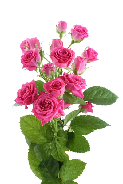 Beyaz arka planda izole edilmiş küçük pembe güller buketi