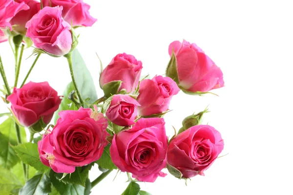 Beyaz arka planda izole edilmiş küçük pembe güller buketi