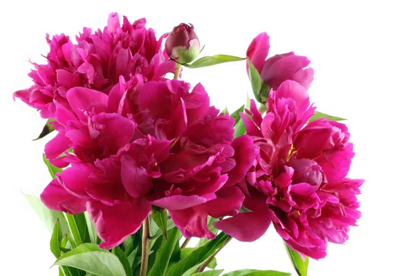 Bouquet of dark pink peonies on white background — Stock Photo, Image
