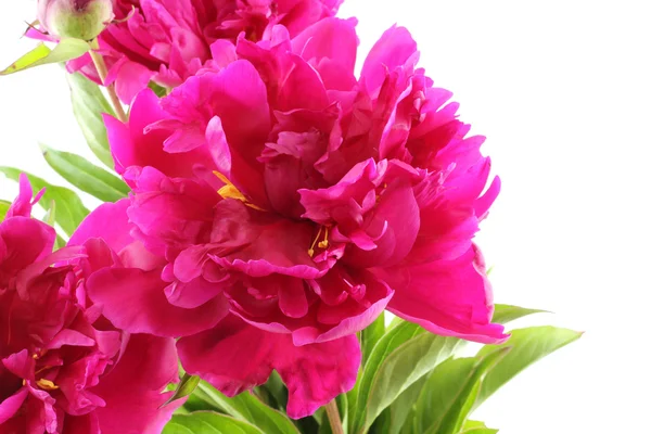 흰색 바탕에 어두운 분홍색 모란의 꽃다발 — 스톡 사진