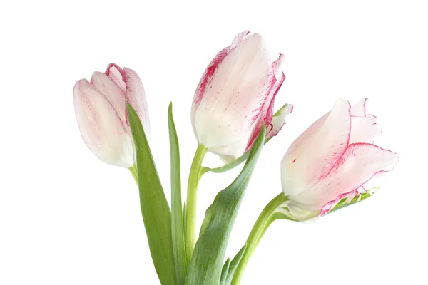 Three white tulips with red edges of petals isolated on white background — Stock Photo, Image