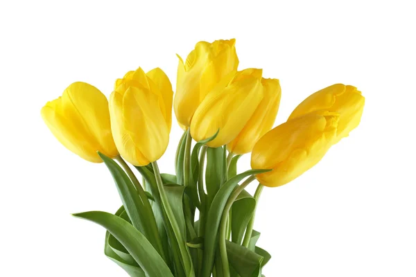 Букет желтых тюльпанов на белом фоне — стоковое фото