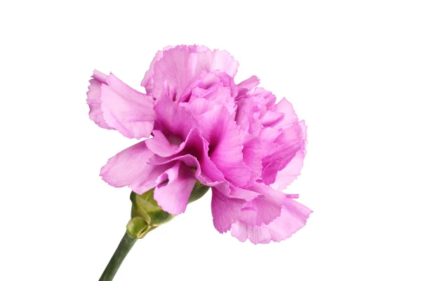 Sanft lila Nelke isoliert auf weißem Hintergrund — Stockfoto