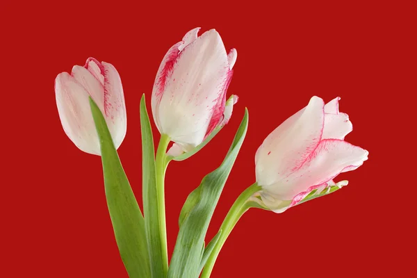 White tulips with red edges of petals isolated on red background — Stock Photo, Image