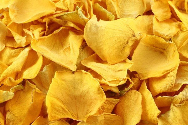 Pétales de rose jaune sec — Photo
