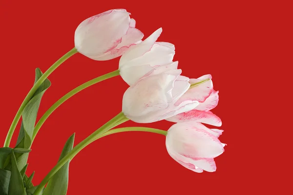 White tulips with red edges of petals isolated on red background — Stock Photo, Image