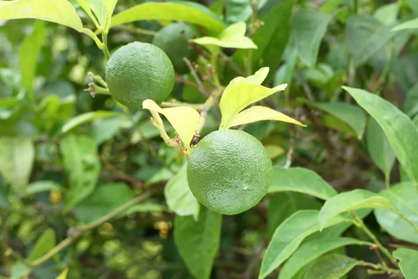 Frutos verdes em Yuzu - arbusto de limão japonês — Fotografia de Stock