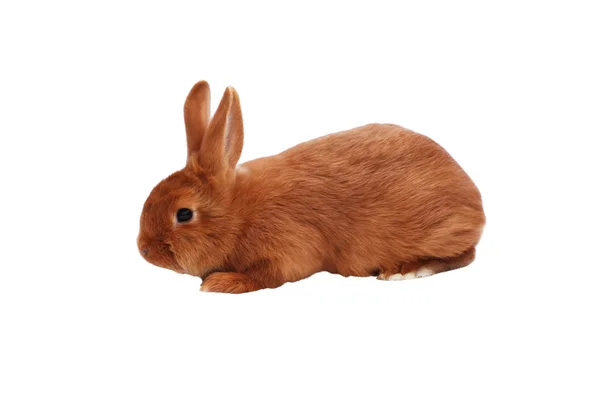 Nova Zelândia vermelho puro bebê coelho no fundo branco — Fotografia de Stock