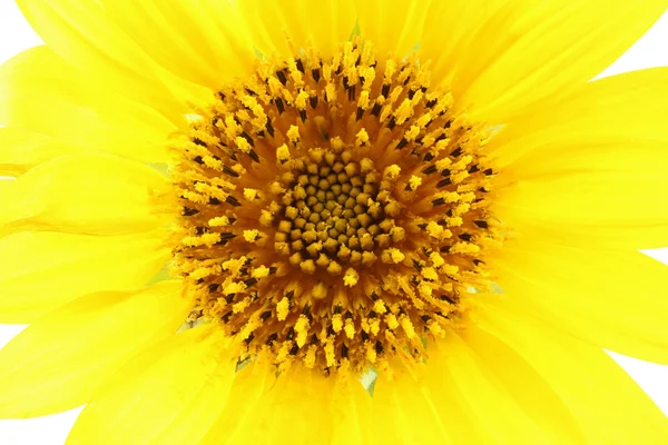 Decorative sunflower isolated on a white background. The core. Macro. Closeup