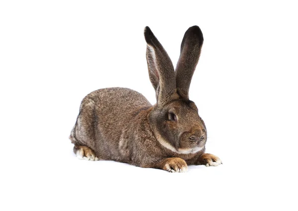 Beyaz arka planda beyaz giysili Belçika tavşanı.