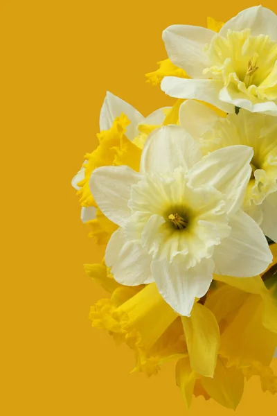 Bouquet Jonquilles Blanches Jaunes Sur Fond Jaune Gros Plan — Photo