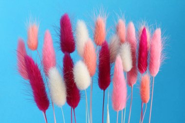 Açık mavi arkaplanda pembe, beyaz, açık mercan ve mor renkli Haretail çiçekleri (Lagurus ovatus). Yakın çekim.