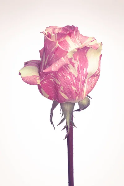 Rose Avec Marbre Jaune Rose Sur Fond Blanc Image Tonique — Photo