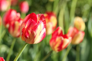 Bahçedeki yeşil çimlere karşı sarı laleli kırmızı. - Yakın çekim. Güneşli bir gün