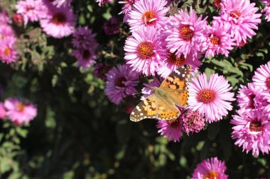Kelebek İbnesi (Tagetes) güneşli bir günde Aster çiçeğinde. Yakın çekim.