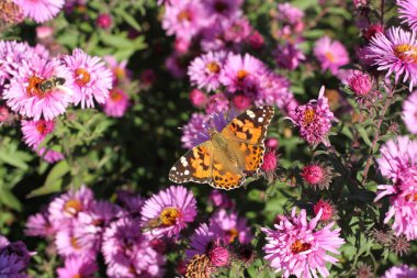 Kelebek İbnesi (Tagetes) güneşli bir günde Aster çiçeğinde. Yakın çekim.