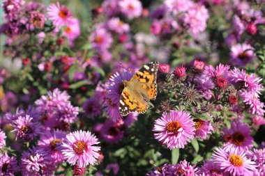 Kelebek İbnesi (Tagetes) güneşli bir günde Aster çiçeğinde. Yakın çekim.
