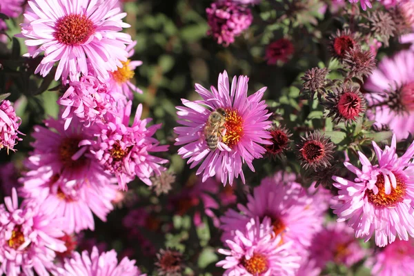 Abeja Flor Perenne Aster Día Soleado Primer Plano — Foto de Stock