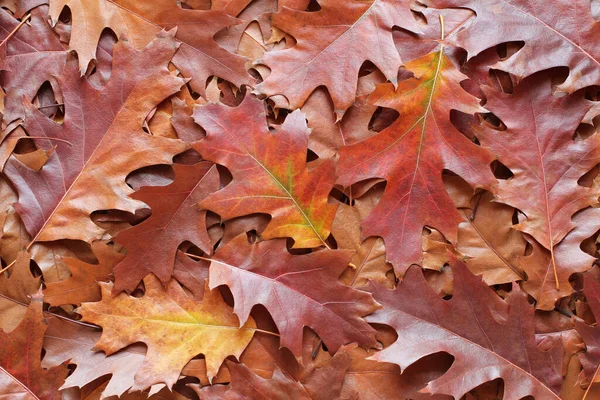 Podzimní Pozadí Horní Pohled Hromadu Suchých Hnědých Červených Fialových Dubových — Stock fotografie