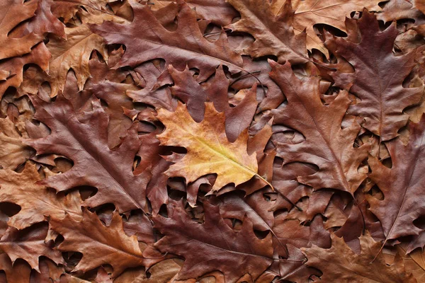 Podzimní Pozadí Horní Pohled Hromadu Suchých Hnědých Žlutých Dubových Listů — Stock fotografie