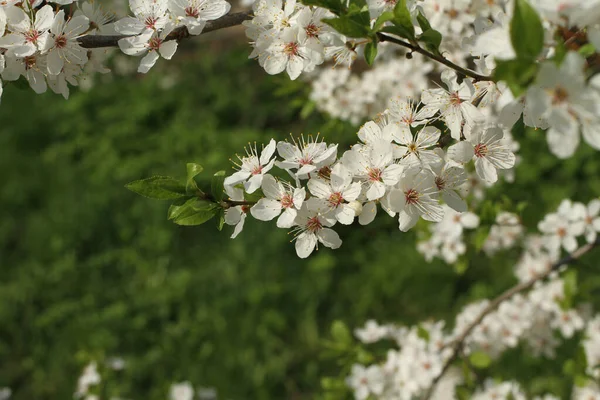 Blooming Cherry tree branch with flowers against green grass background. Closeup