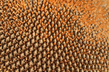 Ayçiçeği kafasında olgun tohumlar. Yukarıdan aşağıya doğru. Yakın çekim.