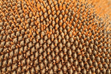 Ayçiçeği kafasında olgun tohumlar. Yukarıdan aşağıya doğru. Yakın çekim.