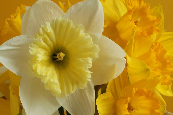 Bouquet Jonquilles Blanches Jaunes Sur Fond Jaune Gros Plan — Photo