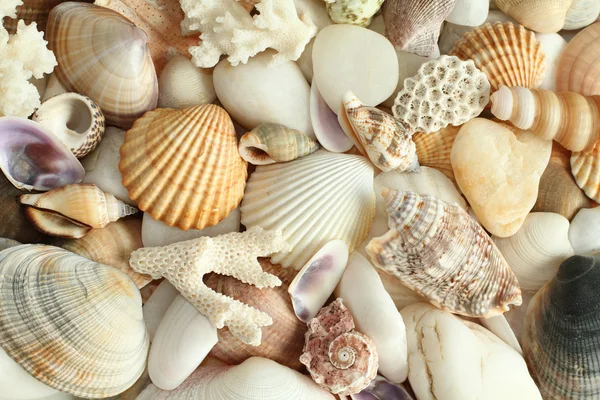 Conchiglie, pietre, fondo corallo — Foto Stock