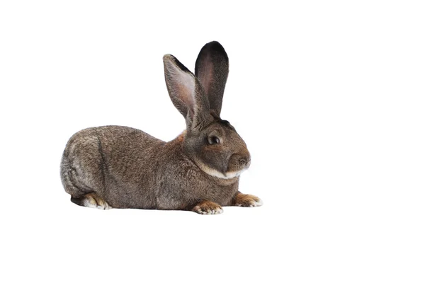 Conejo de raza pura gigante belga sobre fondo blanco — Foto de Stock