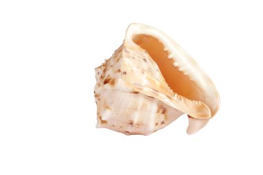büyük deniz kabuğu üzerinde beyaz izole