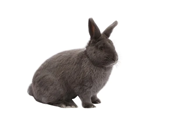 Čistokrevná Vídeň šedivý modrý králík na bílém pozadí — Stock fotografie