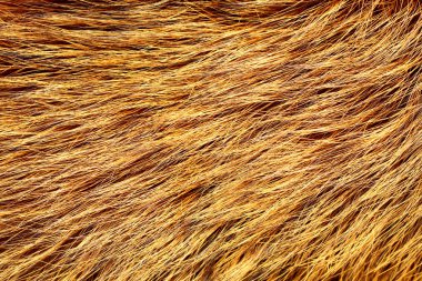 Sarı ve kahverengi rakun kürkü deseni