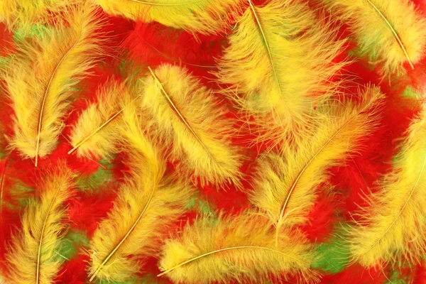 빨간색, 노란색 및 녹색 깃털 배경 — 스톡 사진