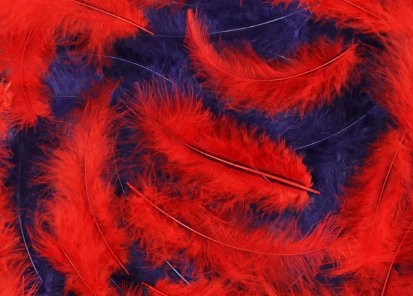 빨간색과 파란색 깃털 배경 — 스톡 사진