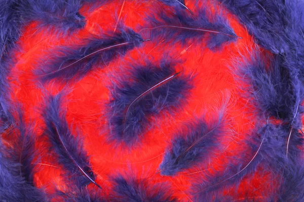 Rouge et bleu plumes fond — Photo