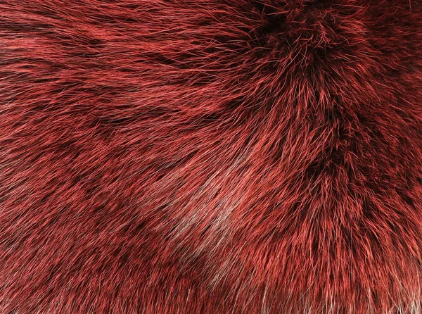 Red and black colored arctic fox fur — Stock Photo, Image