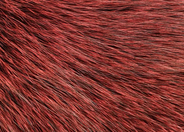 Rot und schwarz gefärbtes arktisches Fuchsfell — Stockfoto