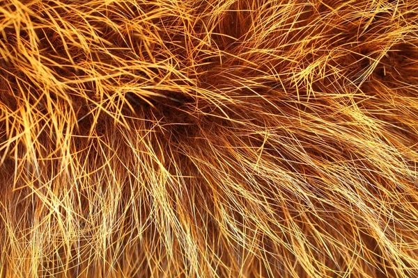 Yellow and brown colored raccoon fur texture — Stock Photo, Image